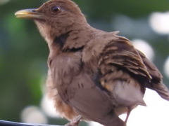 Turdus grayi