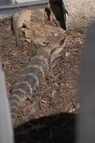 Common Bluetongue