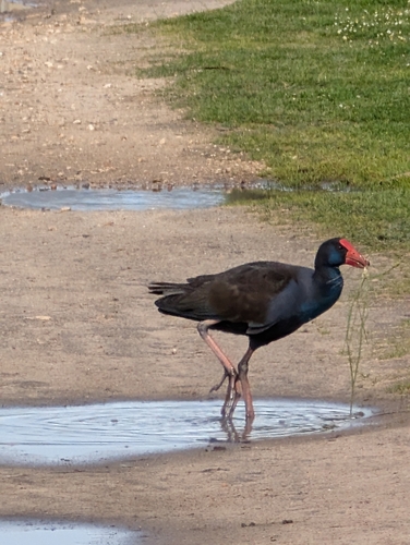 Australasian Swamphen