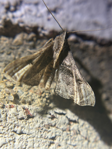Faint-spotted Palthis Moth