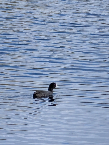 Eurasian Coot