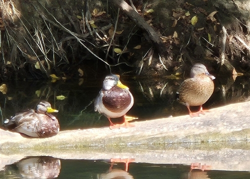 Mallard