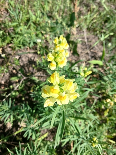 common toadflax