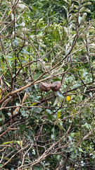 Tabernaemontana elegans