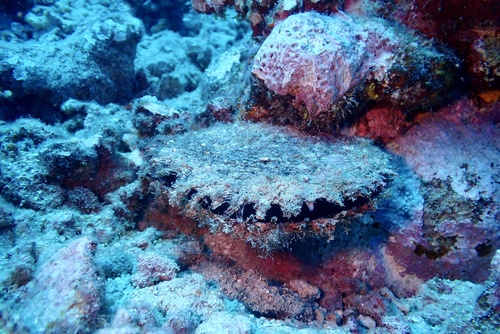 Pinctada margaritifera observed 2026-09-18