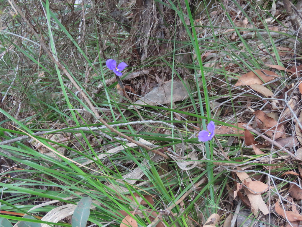 Patersonia sericea; photograph (c) ian_mcallan, some rights reserved (CC BY)