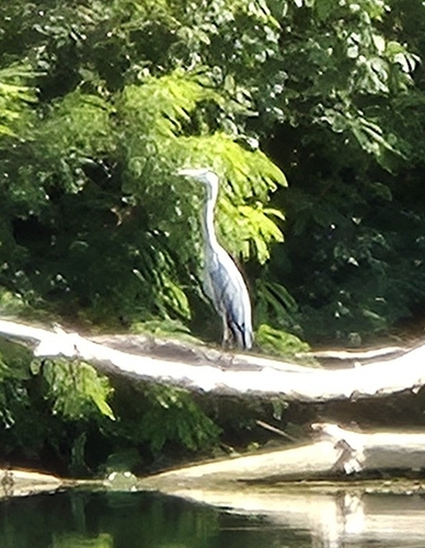 Grey Heron