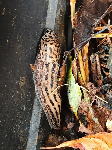 Leopard Slug