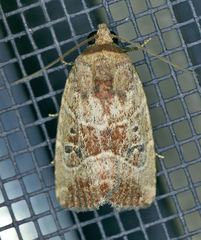 Elaphria fuscimacula