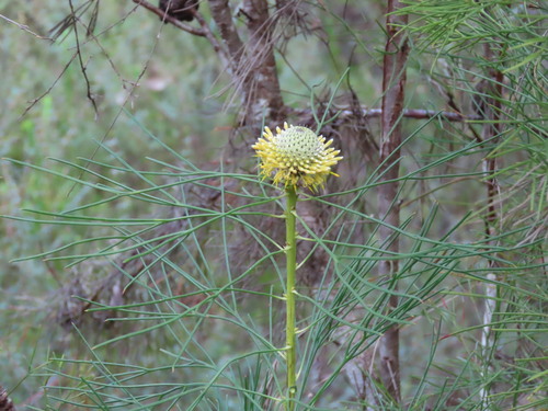 Isopogon anethifolius, photograph 6