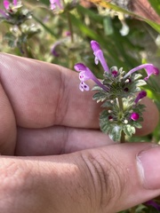 Lamium amplexicaule, photograph author not stated, no rights reserved
