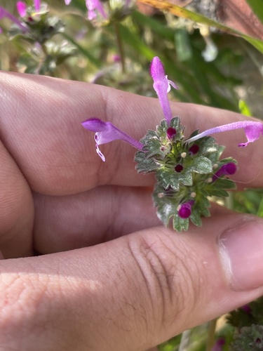 Lamium amplexicaule, photograph 3