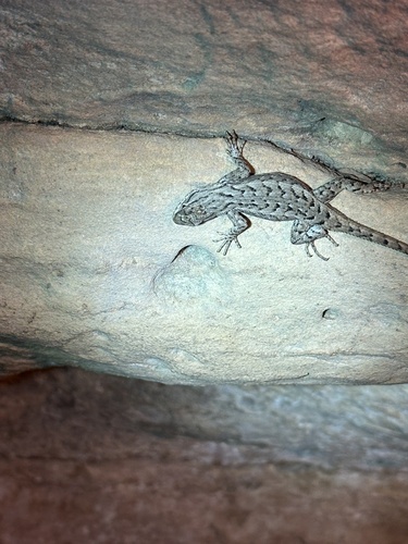 Prairie Lizard