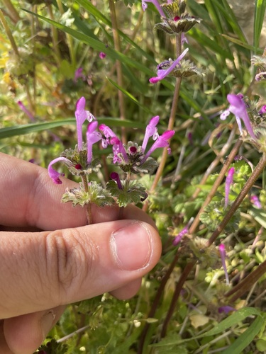 Lamium amplexicaule, photograph 4