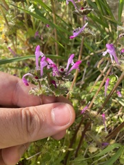 Lamium amplexicaule, photograph author not stated, no rights reserved