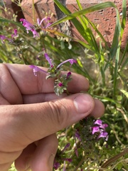 Lamium amplexicaule, photograph author not stated, no rights reserved