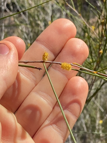 Acacia burkittii observed 2026-09-16
