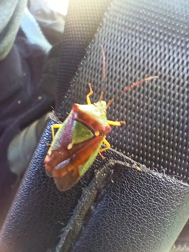Acanthosoma spinicolle