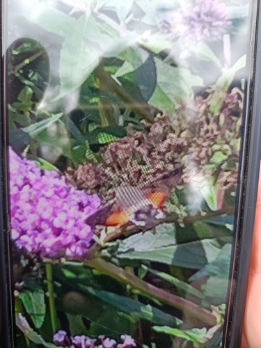 Eurasian Hummingbird Hawkmoth