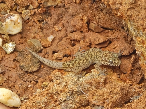 Siamese Leaf-toed Gecko