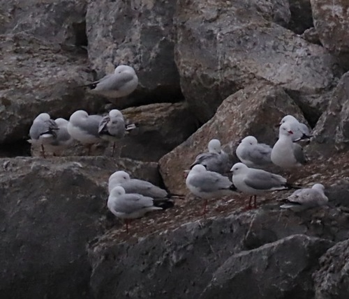 Silver Gull