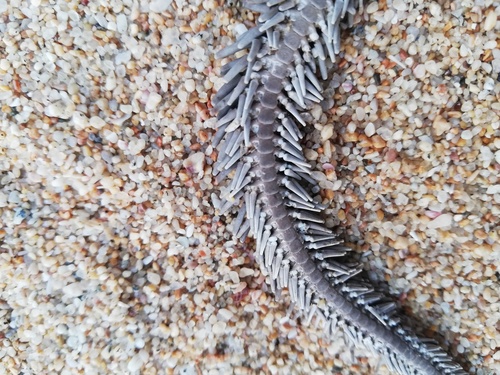 Ophiocoma aethiops