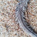 Ophiocoma aethiops