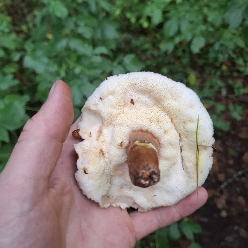 Chestnut Bolete