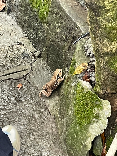 Asiatic Toad