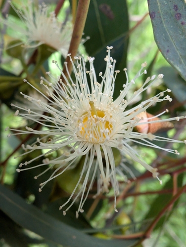 Flooded Gum