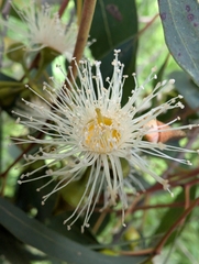 Eucalyptus rudis