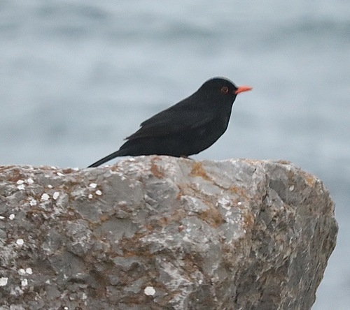 Eurasian Blackbird
