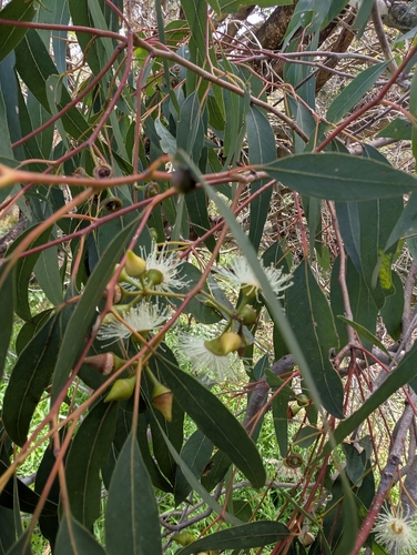 Eucalyptus rudis, photograph 2