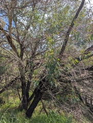 Eucalyptus rudis, photograph author not stated, no rights reserved