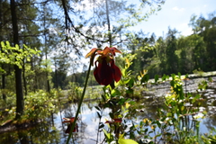 Sarracenia rubra