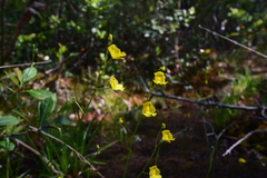 Utricularia striata