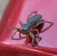 Tutelina