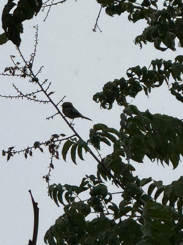 Black-throated Tit
