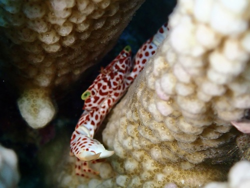 Trapezia rufopunctata observed 2026-09-18