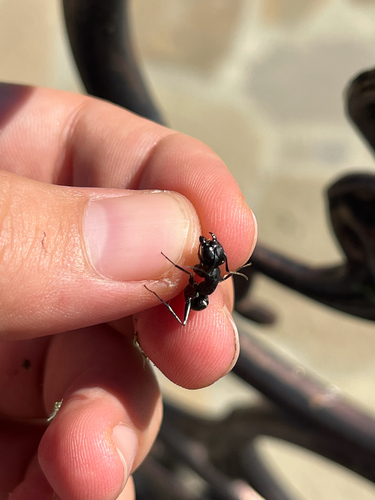 Hairy Carpenter Ant