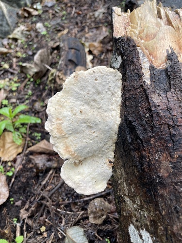 Trametes elegans observed 2026-09-19