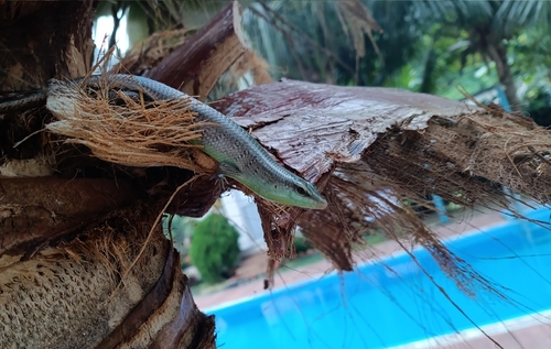 Dasia olivacea observed 2026-09-18