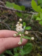 Antennaria racemosa