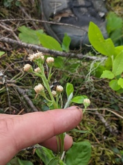 Antennaria racemosa