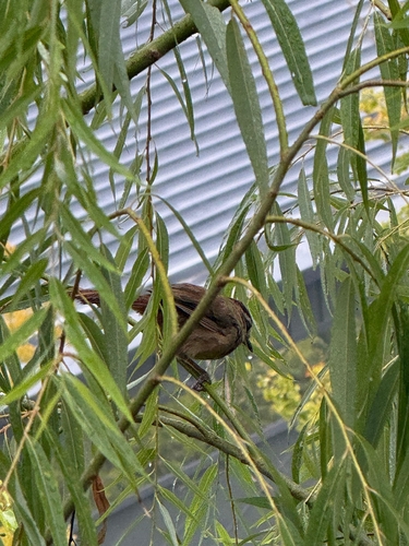 White-browed Laughingthrush