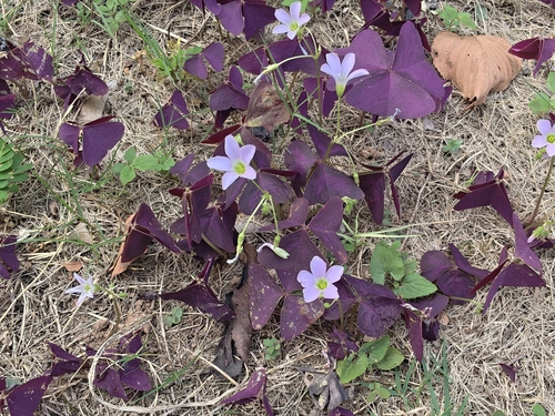 false shamrock