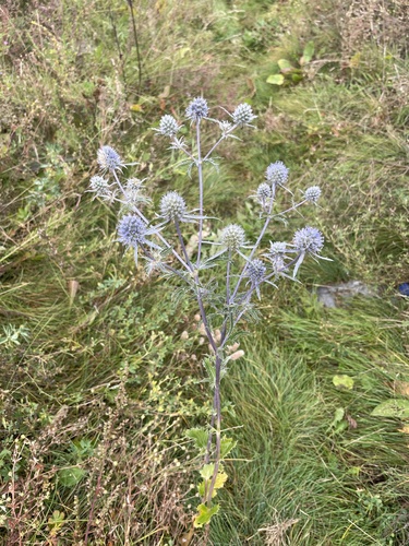 Blue Eryngo