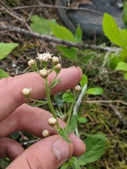 Antennaria racemosa