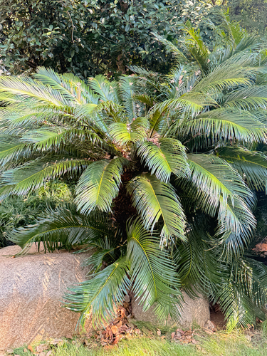 Sago cycad