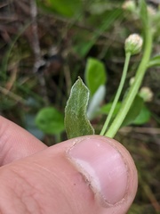 Antennaria racemosa